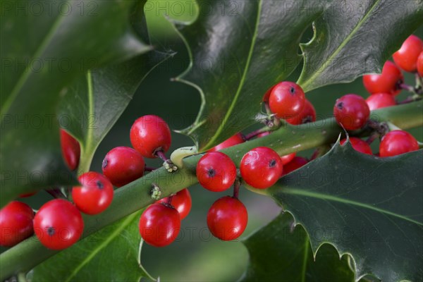 European Holly