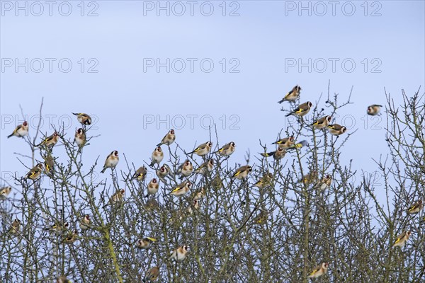 Large flock of European goldfinches