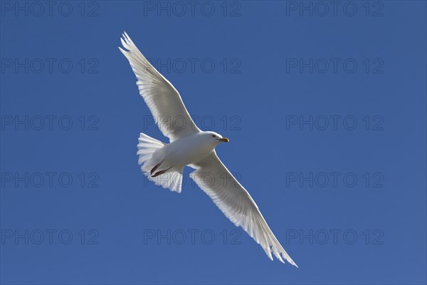 Iceland Gull