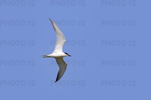 Gull-billed tern