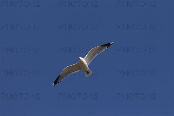 Common gull