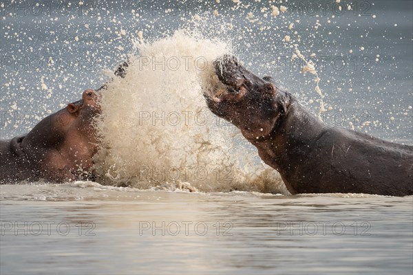 Hippopotamuses in Botswana