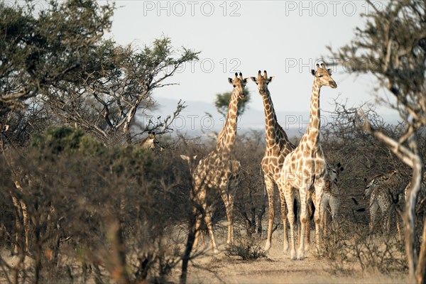 Giraffes with young animals