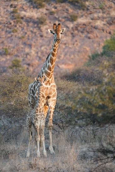 Giraffe with young animal