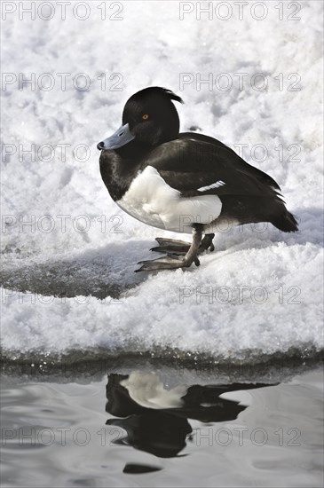 Tufted Duck