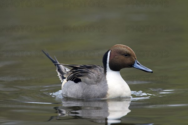 Northern Pintail