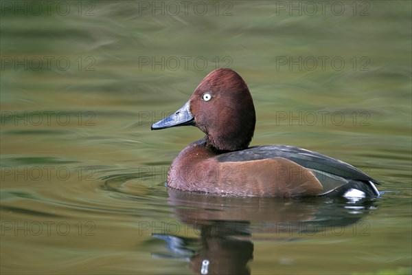 Ferruginous duck