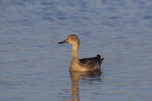 Northern pintail