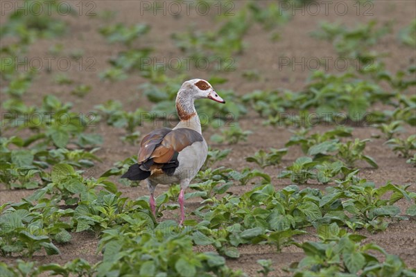 Egyptian goose