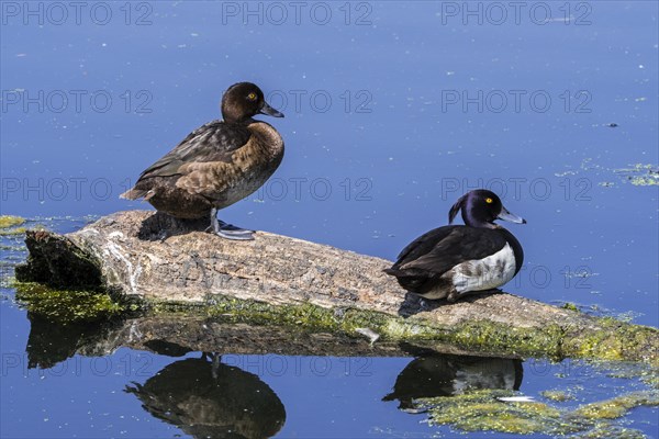 Tufted duck