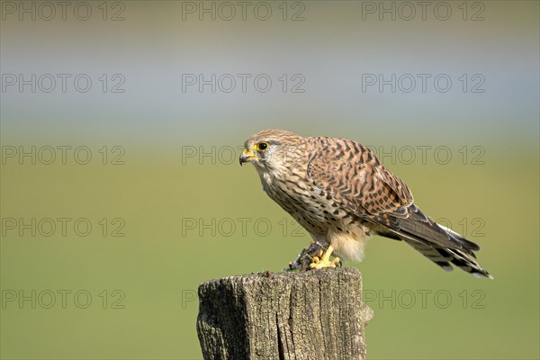 Common kestrel