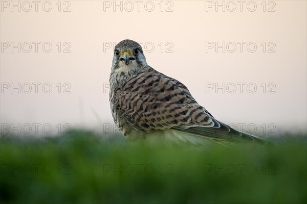 Common kestrel