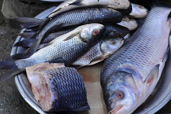 Local woman selling fish