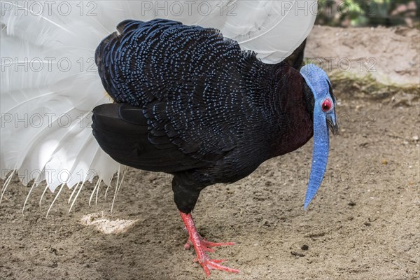 Bulwer's pheasant