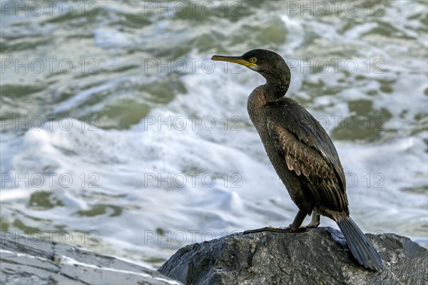 European shag