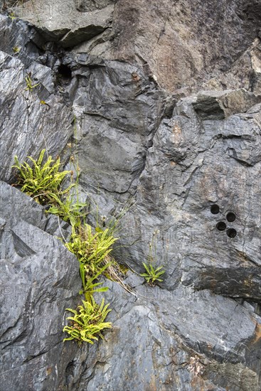 Drill holes in rock face for inserting explosives at the Ballachulish slate quarry in Lochaber