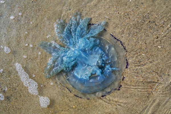 Barrel jellyfish