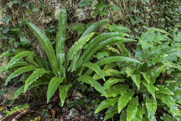 Hart's-tongue fern