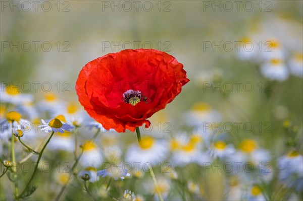 Common poppy