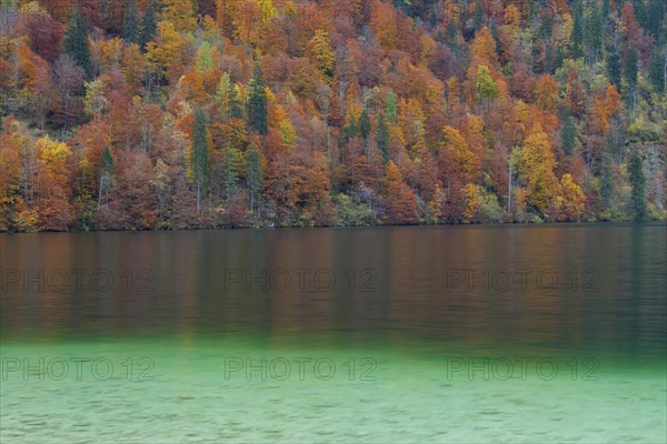 Mixed forest showing autumn colours along Koenigssee