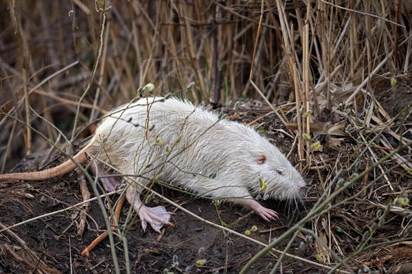 Leucistic coypu