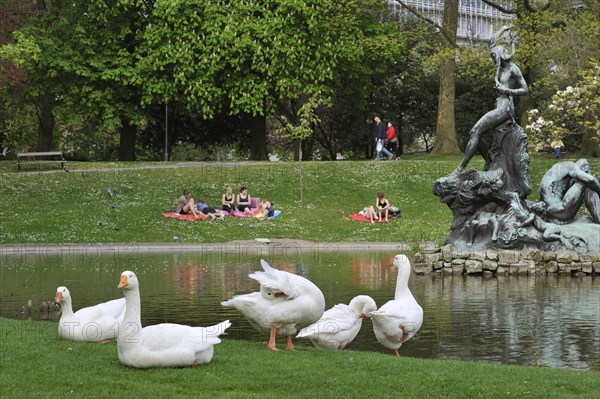 White domestic geese