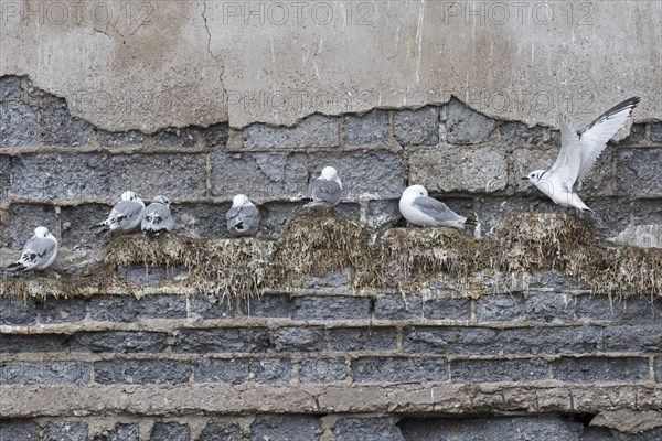 Black-legged kittiwakes