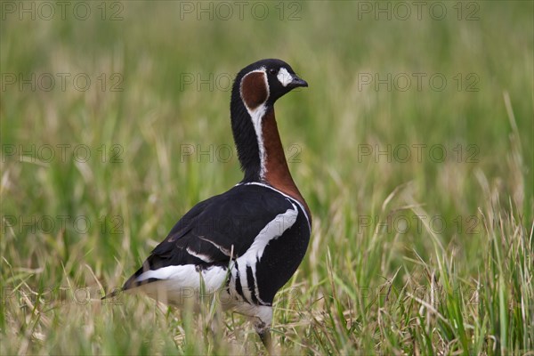 Red-breasted goose