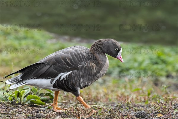 Lesser white-fronted goose