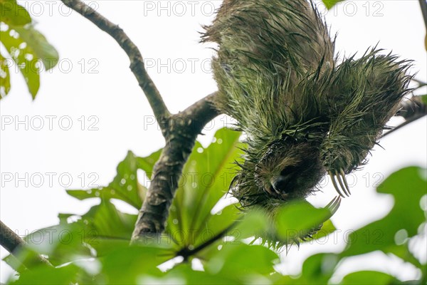 Sloth Costa Rica