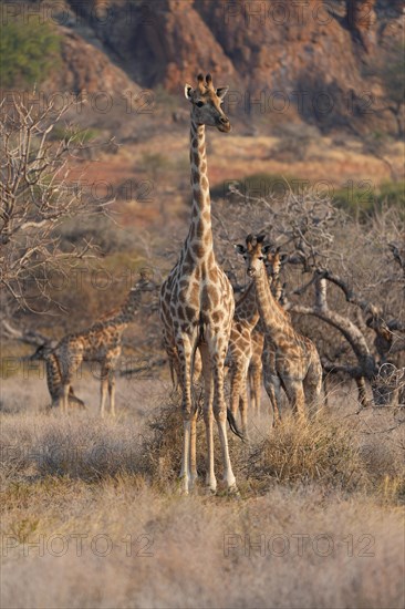 Giraffe with young