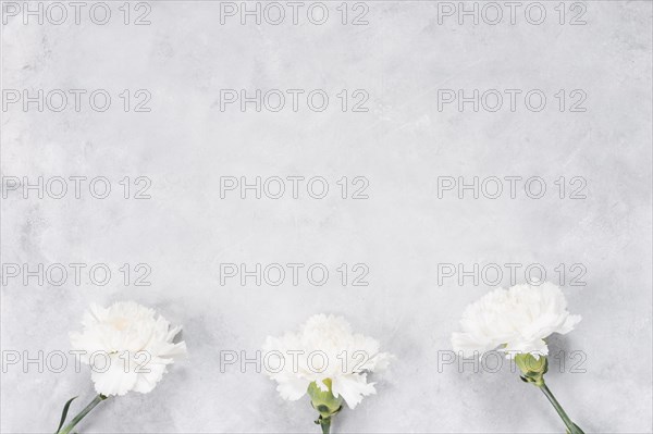 White carnation flowers grey table