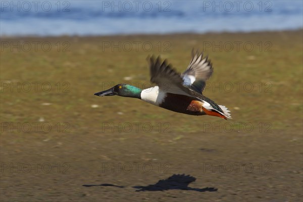 Northern Shoveler