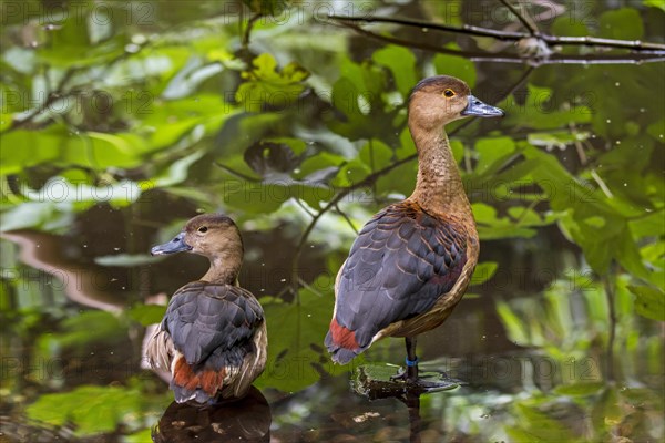 Lesser whistling duck