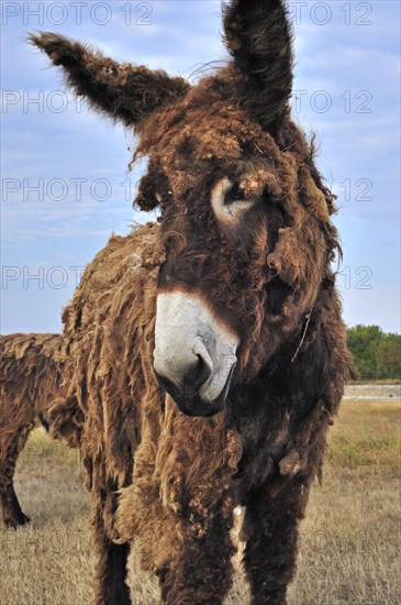 Poitou donkey