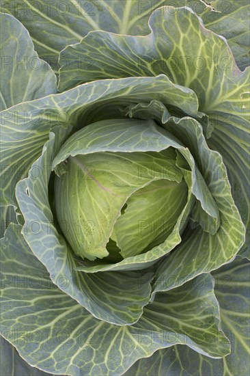 White cabbage