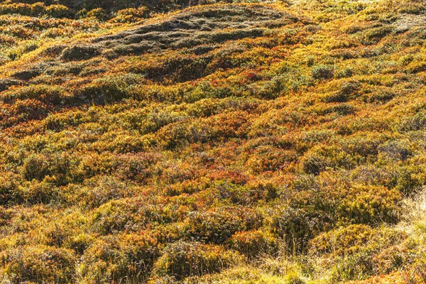 Autumnal red-coloured alpine bearberry