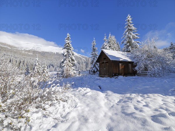 Hut and snow-covered trees