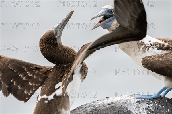 Blue-footed Booby