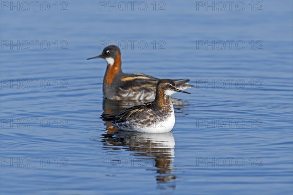 Red-necked phalarope