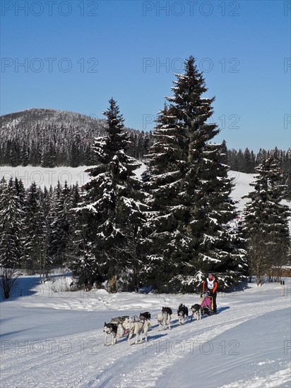 Double team with 10 dogs at the sled dog race