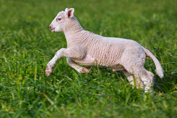 White lamb of domestic sheep running in grassland