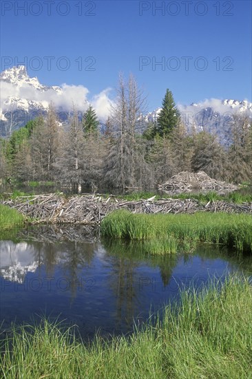 North American beaver