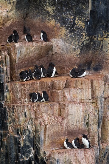 Thick-billed murres