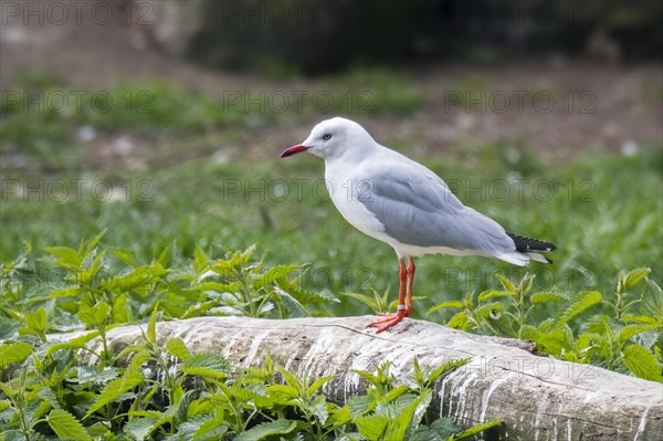 Grey-headed gull