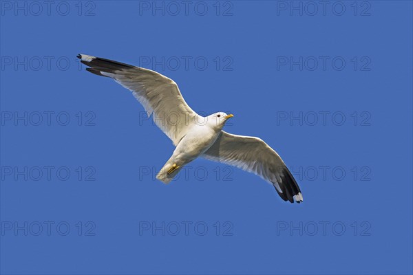 Common gull