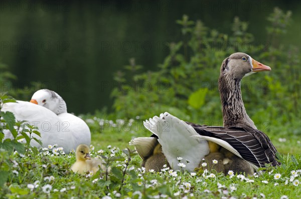 Domestic goose