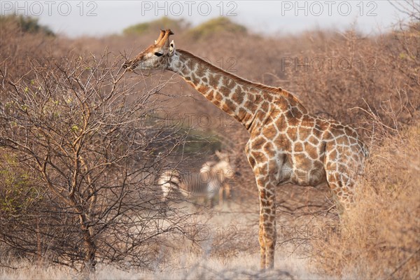 Giraffe with zebras in the background