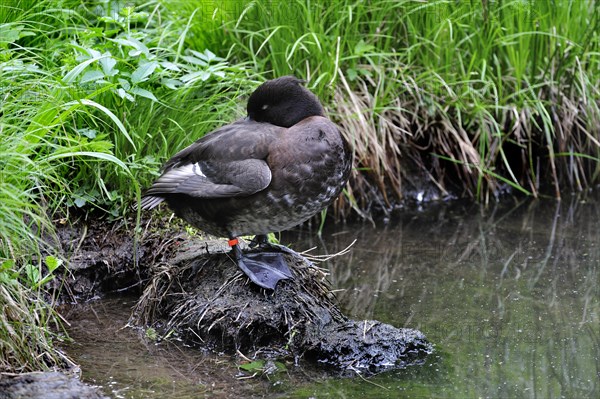 Female tufted duck