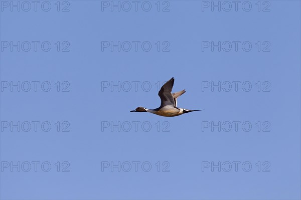 Northern pintail